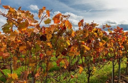 Oldtimer-Herbst 2022: Mit dem Oldtimer den goldenen Herbst genießen-